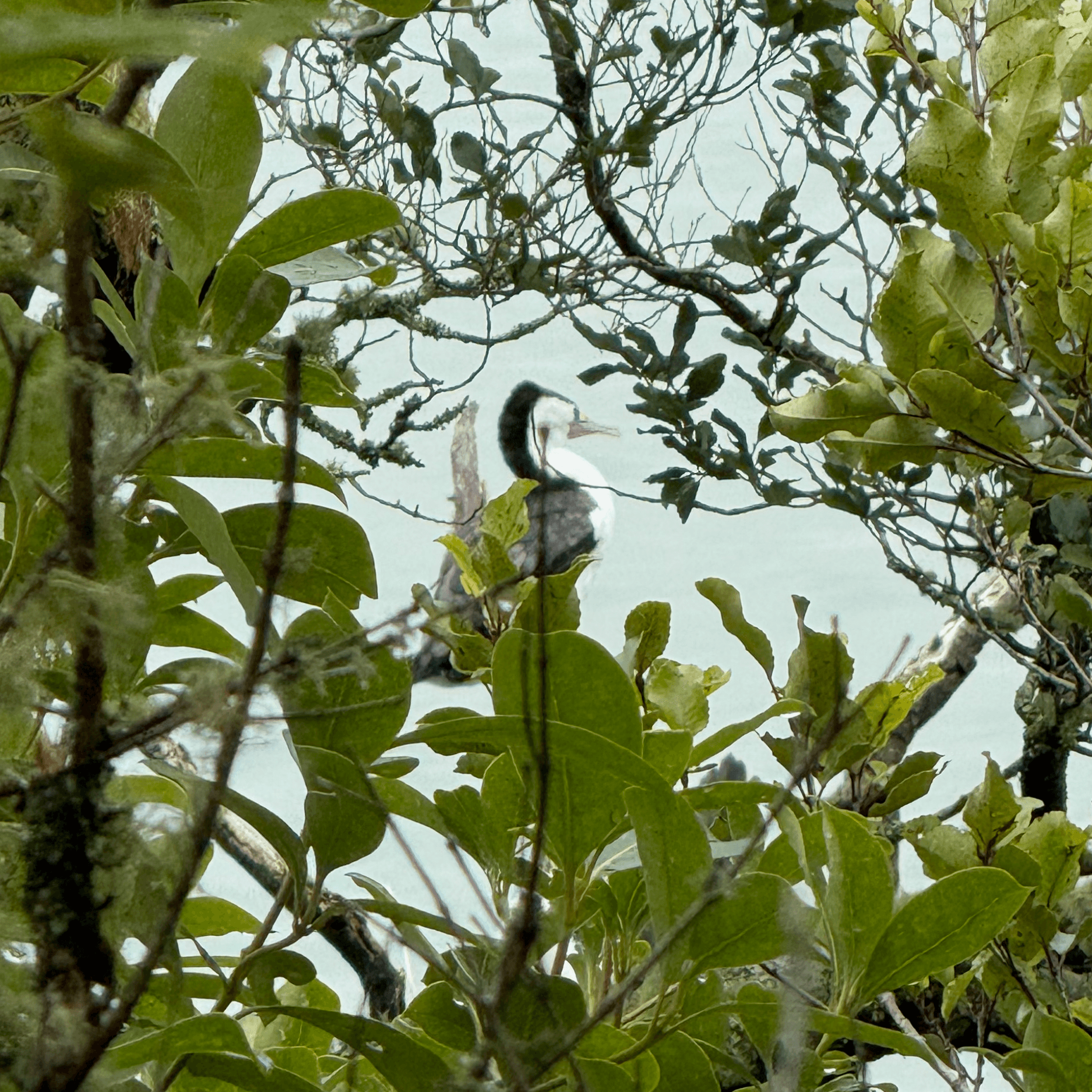 australian_pied_cormorant