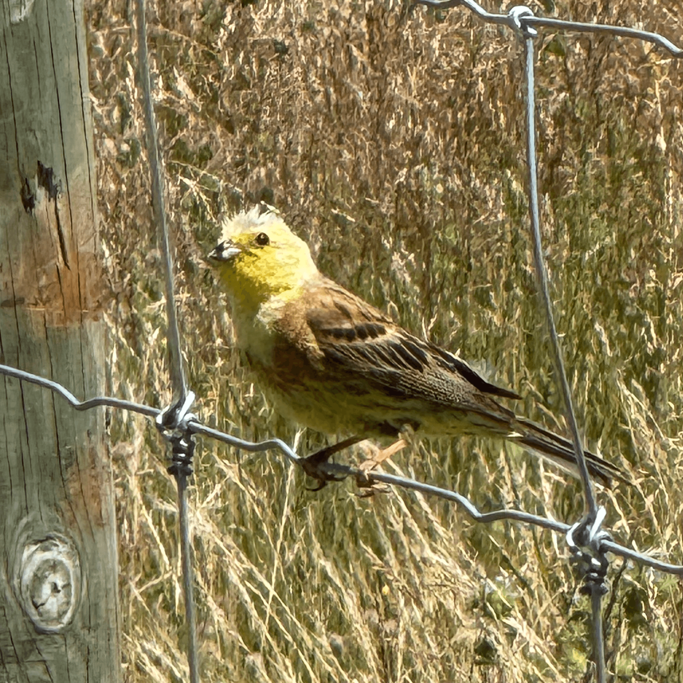 yellowhammer